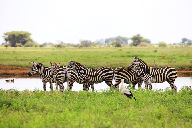 Unforgettable Safari in Kenya